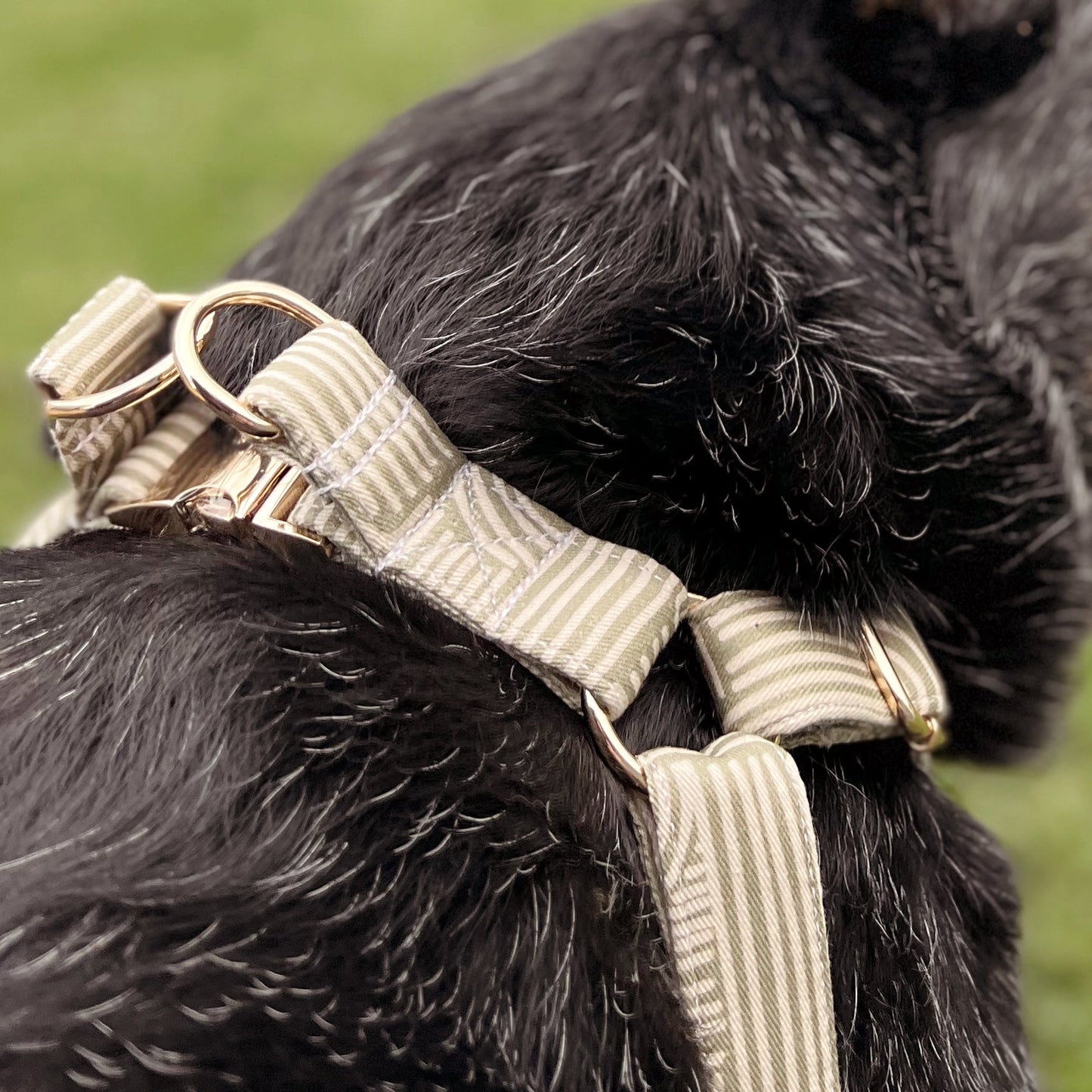The 'Sadie' Step In Harness Bundle