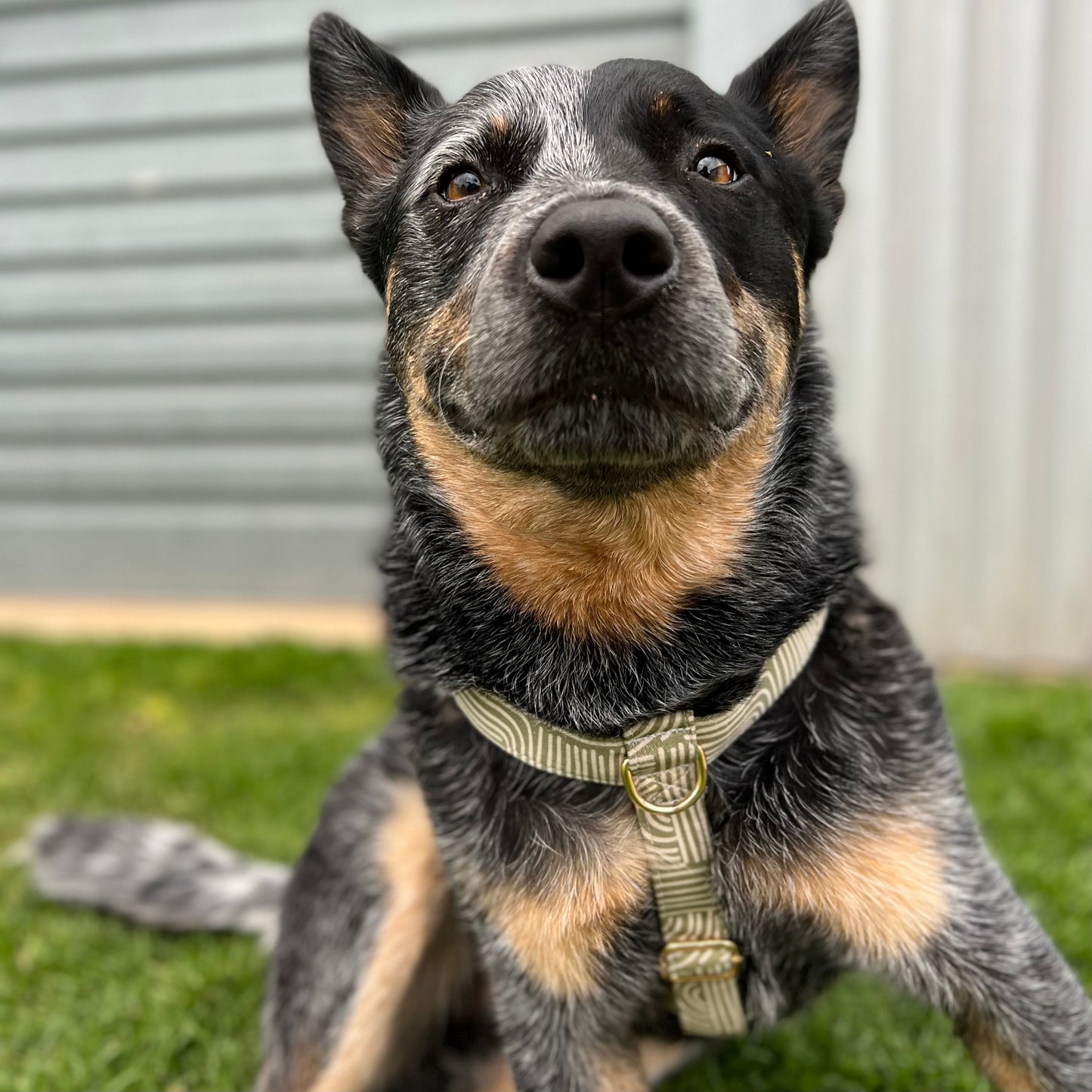The 'Sadie' Step In Harness Bundle