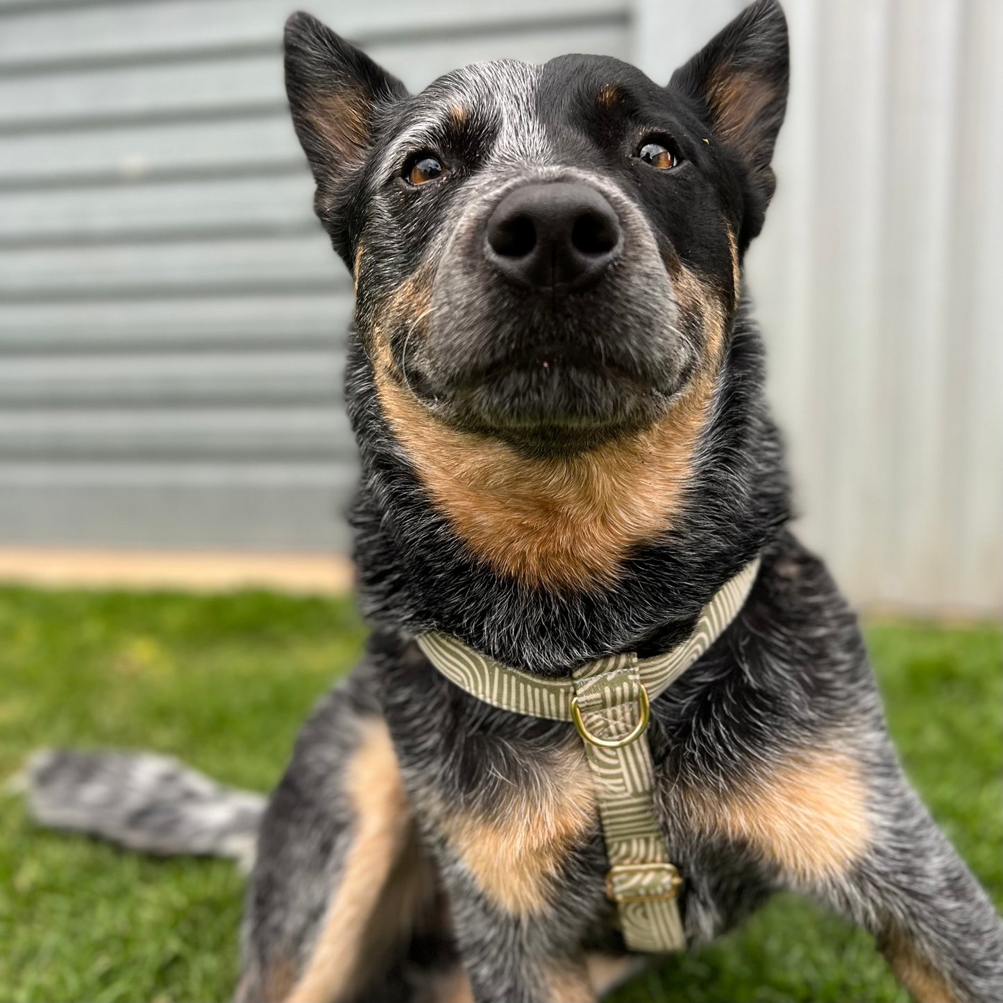 The 'Billie' Step In Harness Bundle